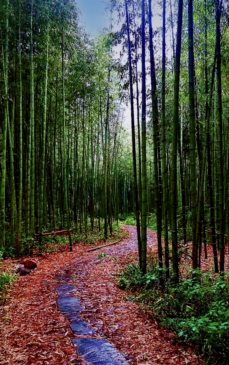 雨中竹林