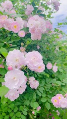 D95F7E3B-7A3B-42C9-AB05-E995141E7E1C/L0/001