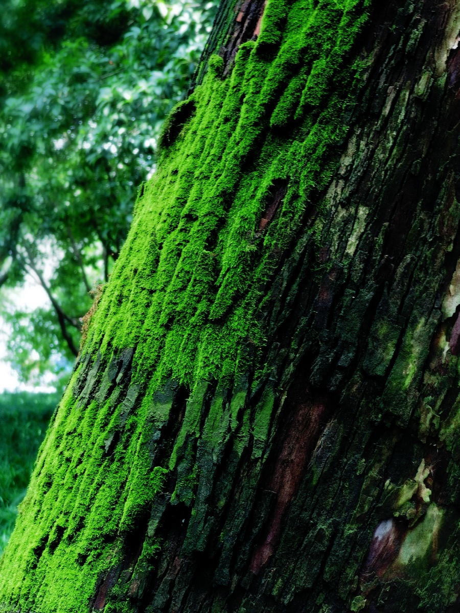 阴生古苔绿色染秋烟碧何当凌云霄直上数千尺让这一抹绿苔赶走夏日暑气