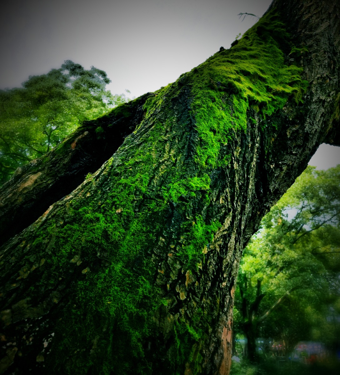 阴生古苔绿色染秋烟碧何当凌云霄直上数千尺让这一抹绿苔赶走夏日暑气