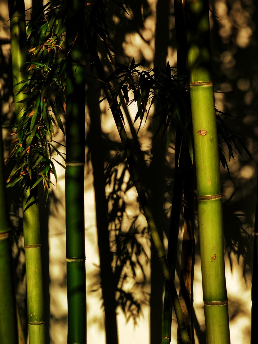 绿竹别具三分景,竹影摇曳映红尘