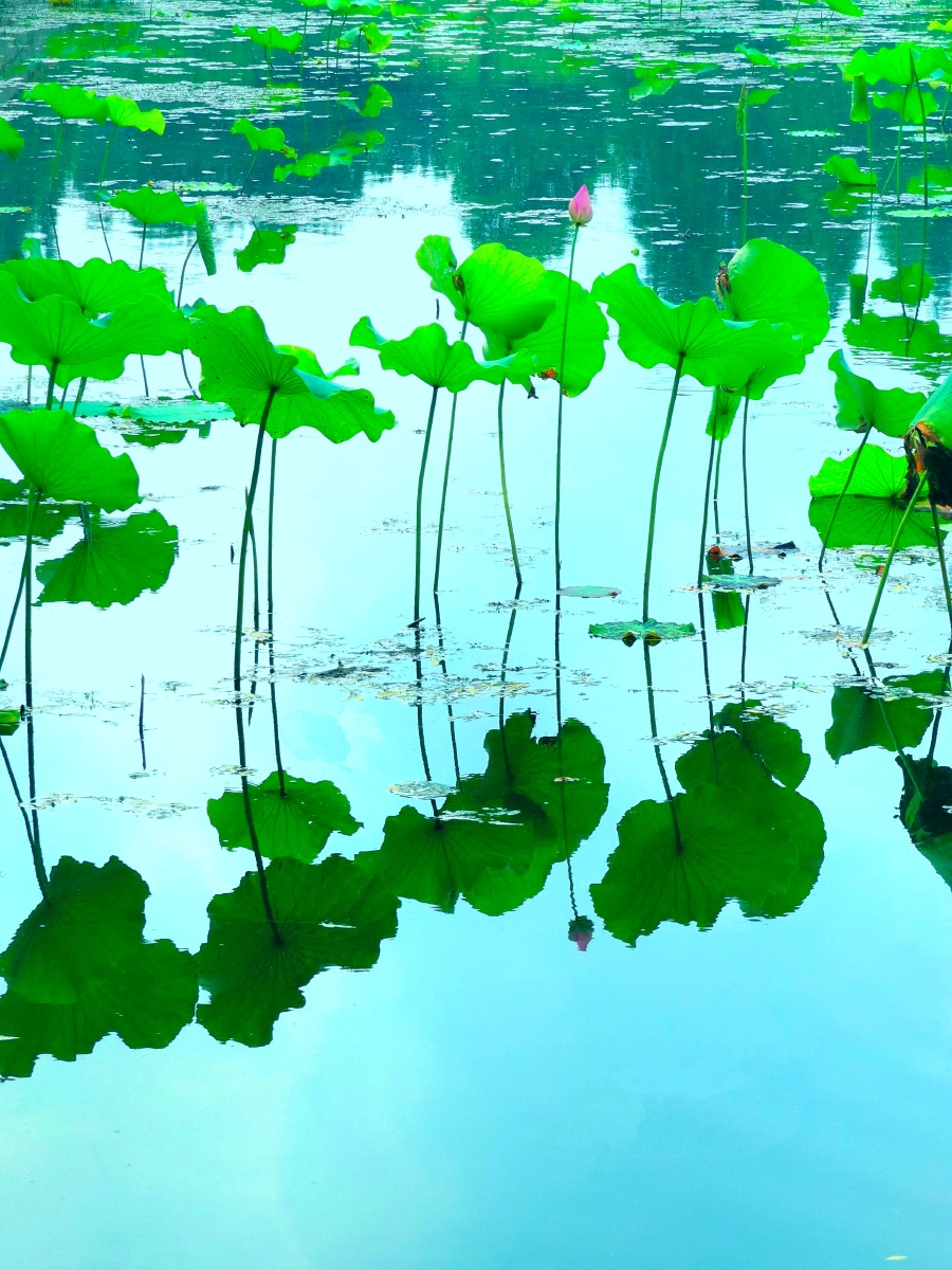 荷叶田田青照水