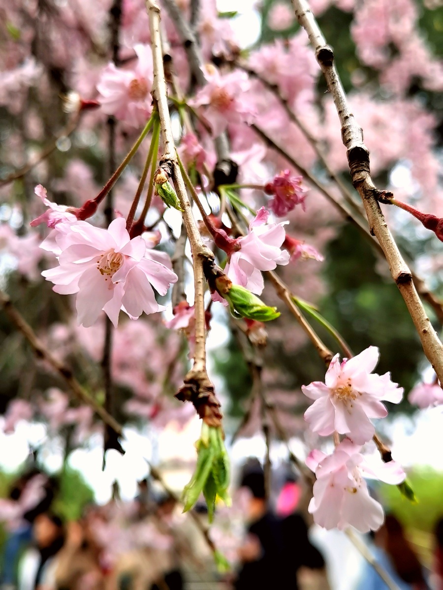 八重红枝垂樱94 - 分光掠影 - 图虫