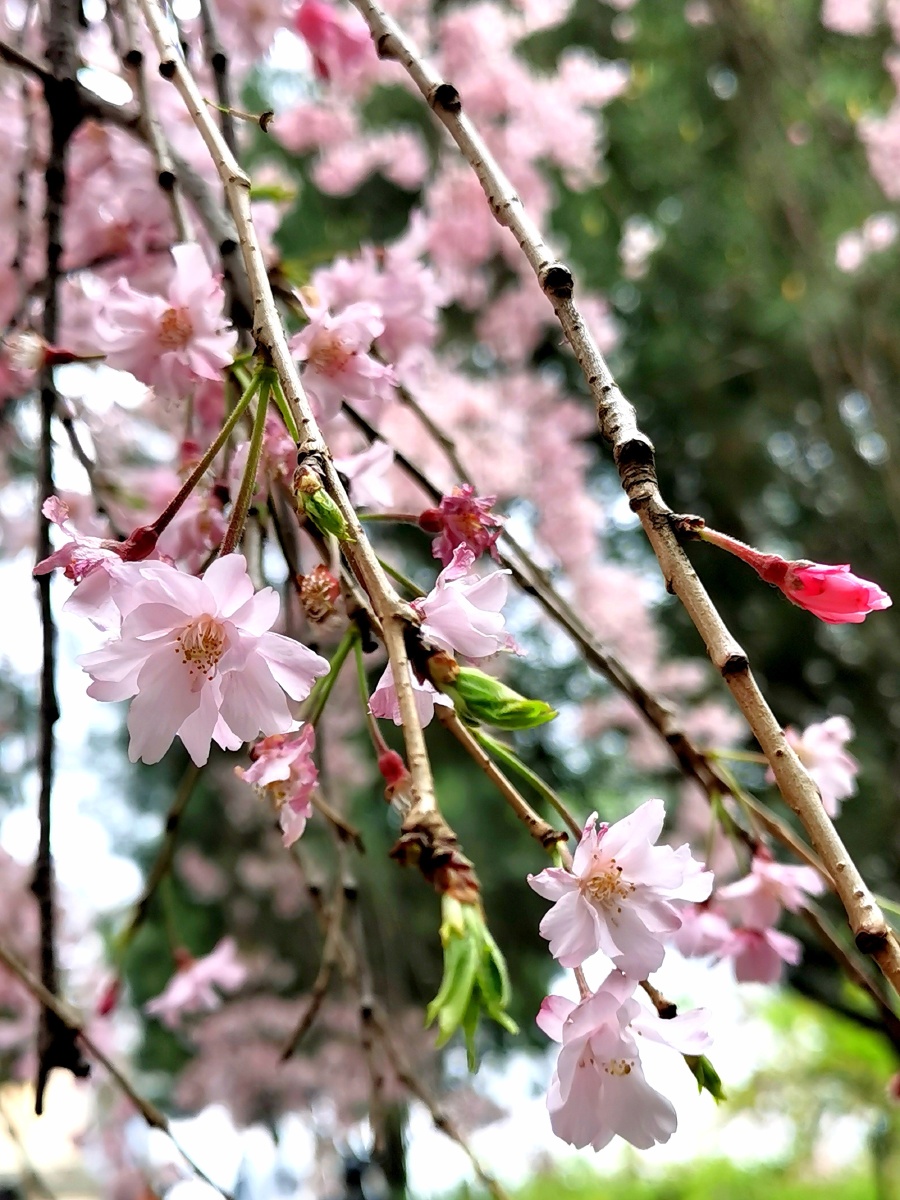 八重红枝垂樱94 - 分光掠影 - 图虫