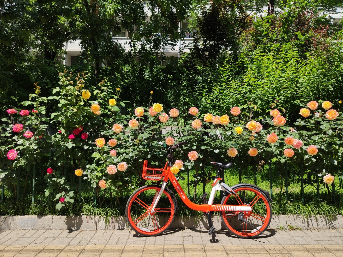 5月月季与篱笆墙