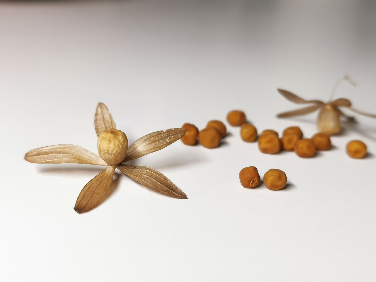 飞蛾藤 - 忍冬耐冬 - 图虫