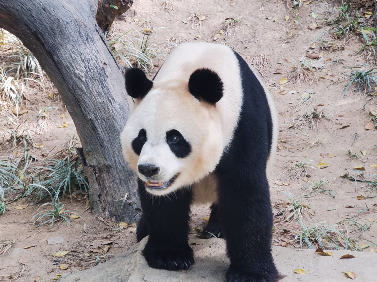 白白胖胖的国宝大熊猫