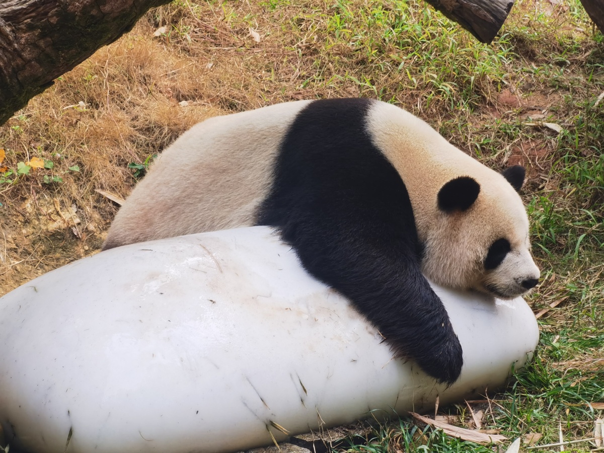 白白胖胖的国宝大熊猫