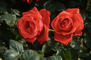 70FA20D3-13B0-4148-9566-9FE9915C7407/L0/001