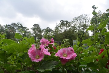 BD433163-EA4A-4C5F-B4D1-96F114C3CFA7/L0/001