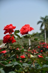 A368C033-FAA3-49BA-A927-7CF3F118A331/L0/001