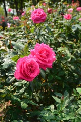 09B9E89C-47CC-47C3-875F-EDA0595520BA/L0/001