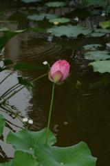 1B844264-D1CA-4385-AD0A-C829C0A0D574/L0/001