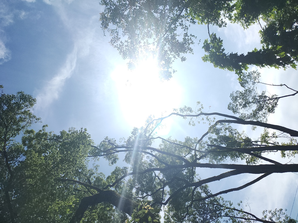 阳光穿过树的缝隙