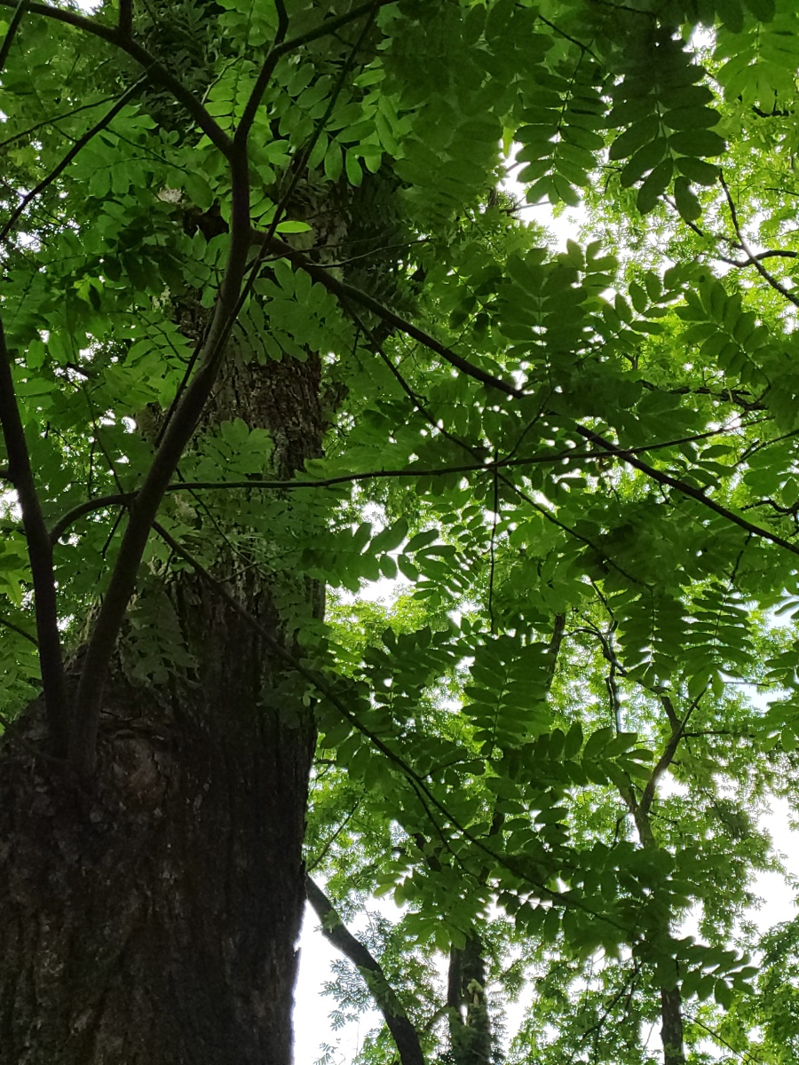绿叶成阴春又老 - 青禾拾记 - 图虫