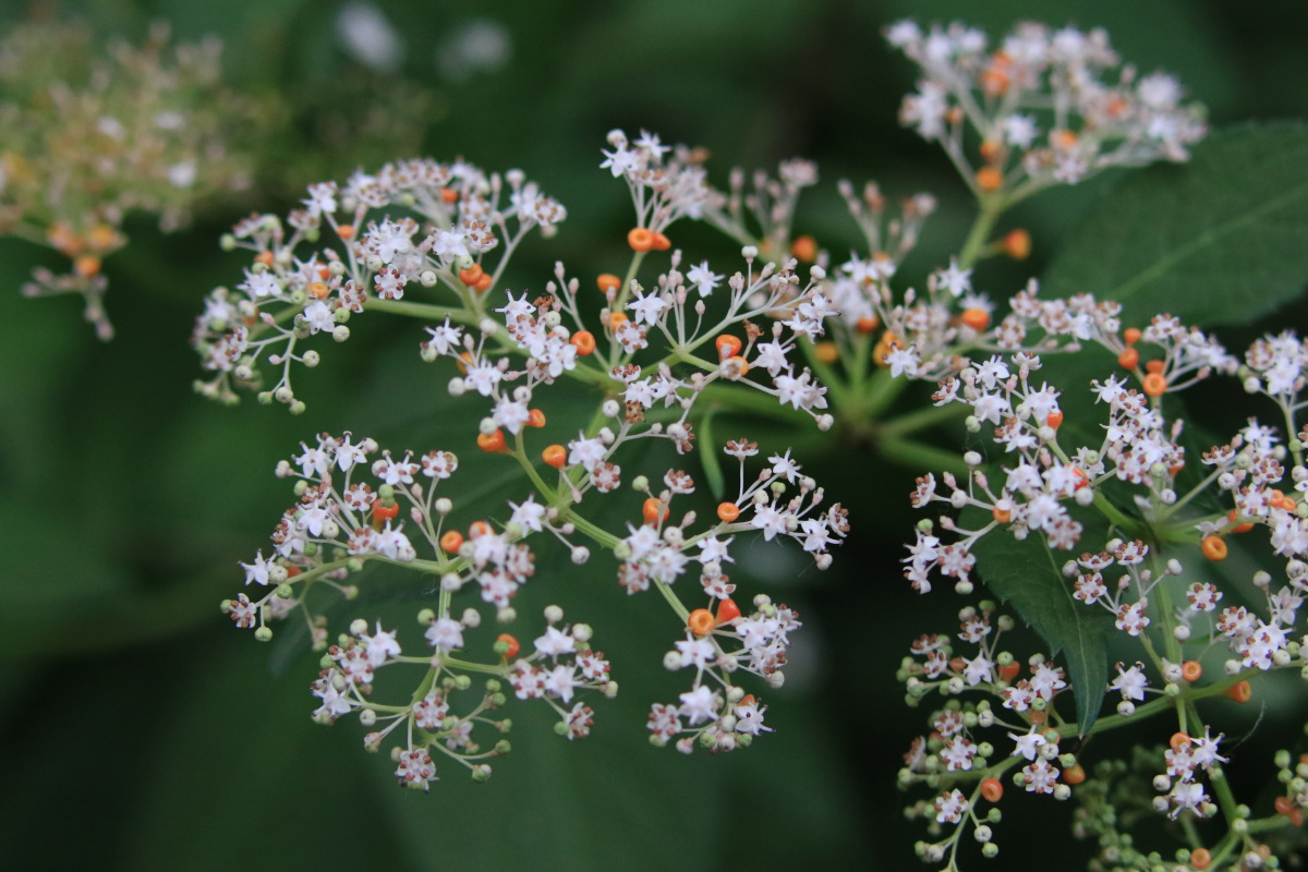 yyz老杨2021年8月6日699关注接骨草我们这群拍海人