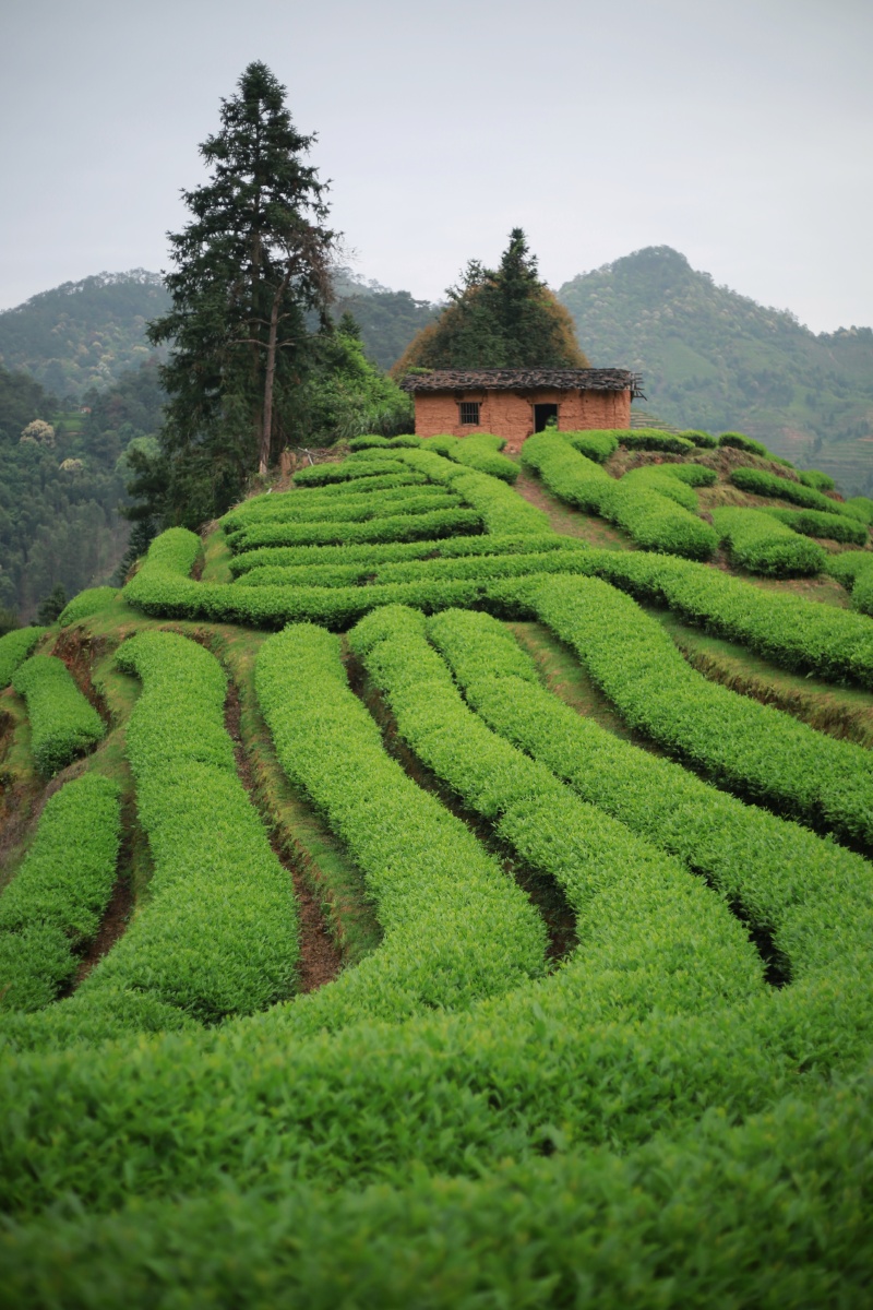 武夷山茶山