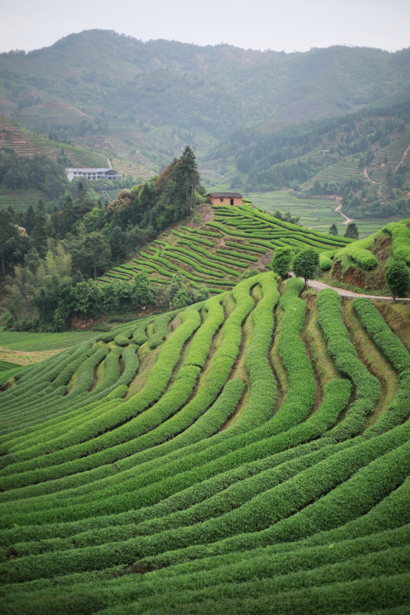 武夷山茶山