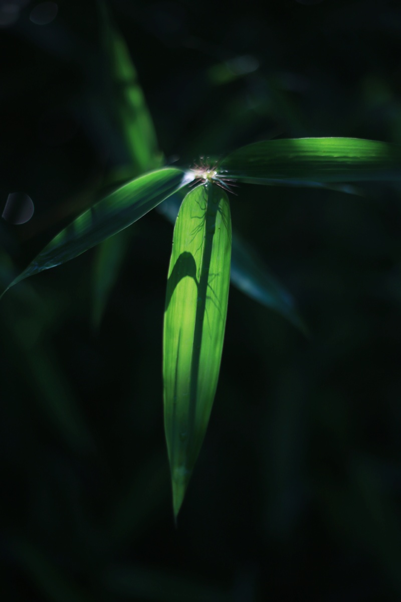 夏天里的小竹叶