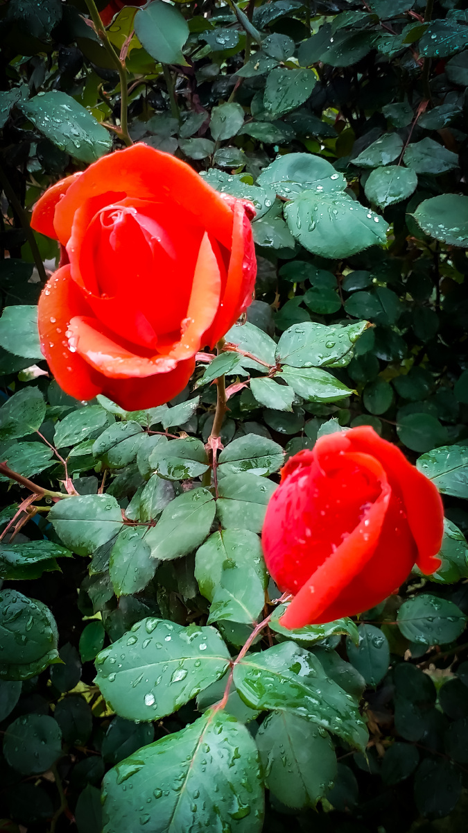 红玫瑰公园路边红玫瑰