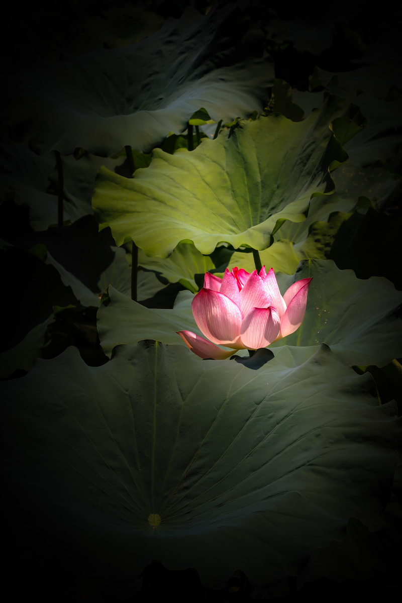 荷花荷叶红荷静清禅