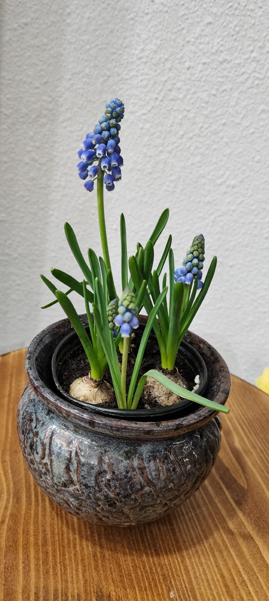 蓝风铃? - 陌上草熏伊人 - 图虫