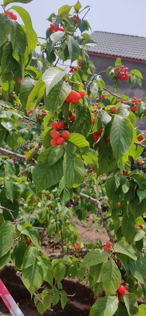 内江威远县桃李村樱桃节