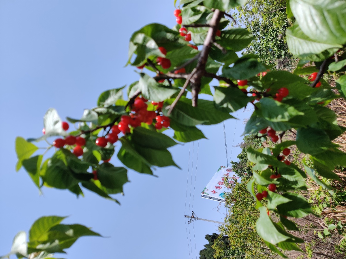 内江威远县桃李村樱桃节