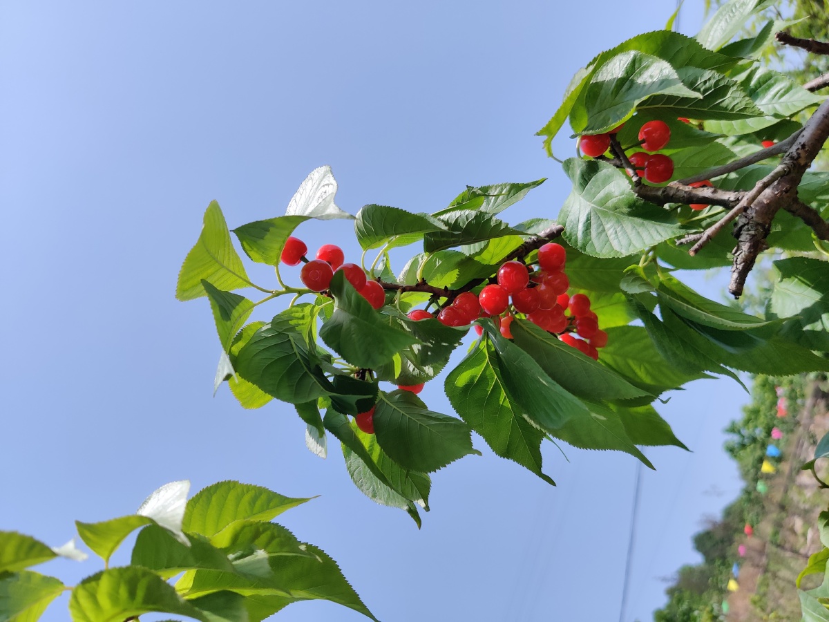 内江威远县桃李村樱桃节