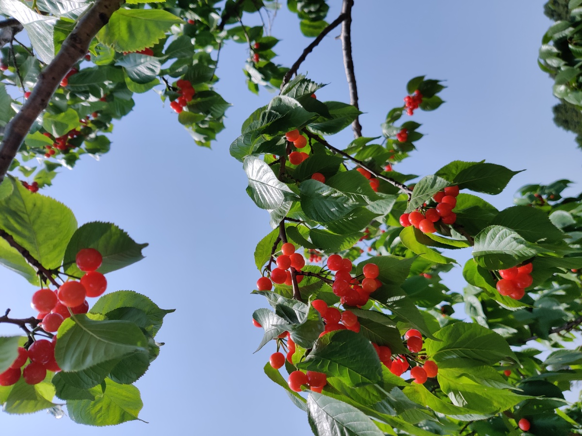 内江威远县桃李村樱桃节