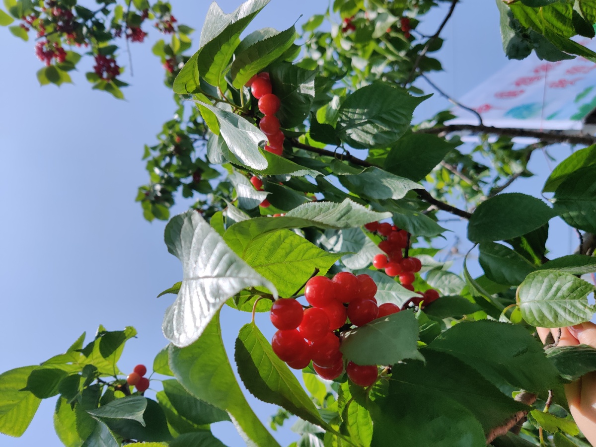 内江威远县桃李村樱桃节