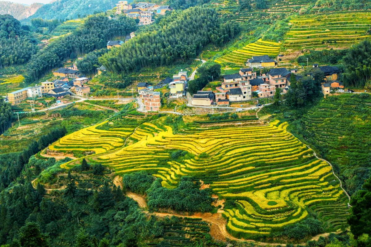 秋收晓阳镇马洋梯田