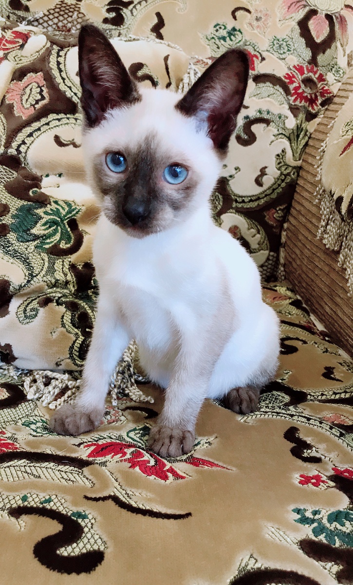 湖蓝眼暹罗 - 悠百 - 图虫