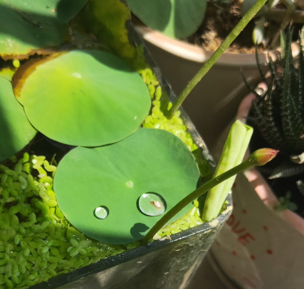 刚冒芽的荷花(*`*)