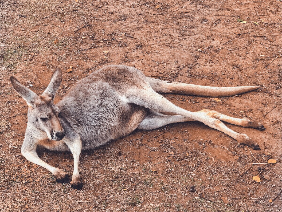 ĴʿɵĴ