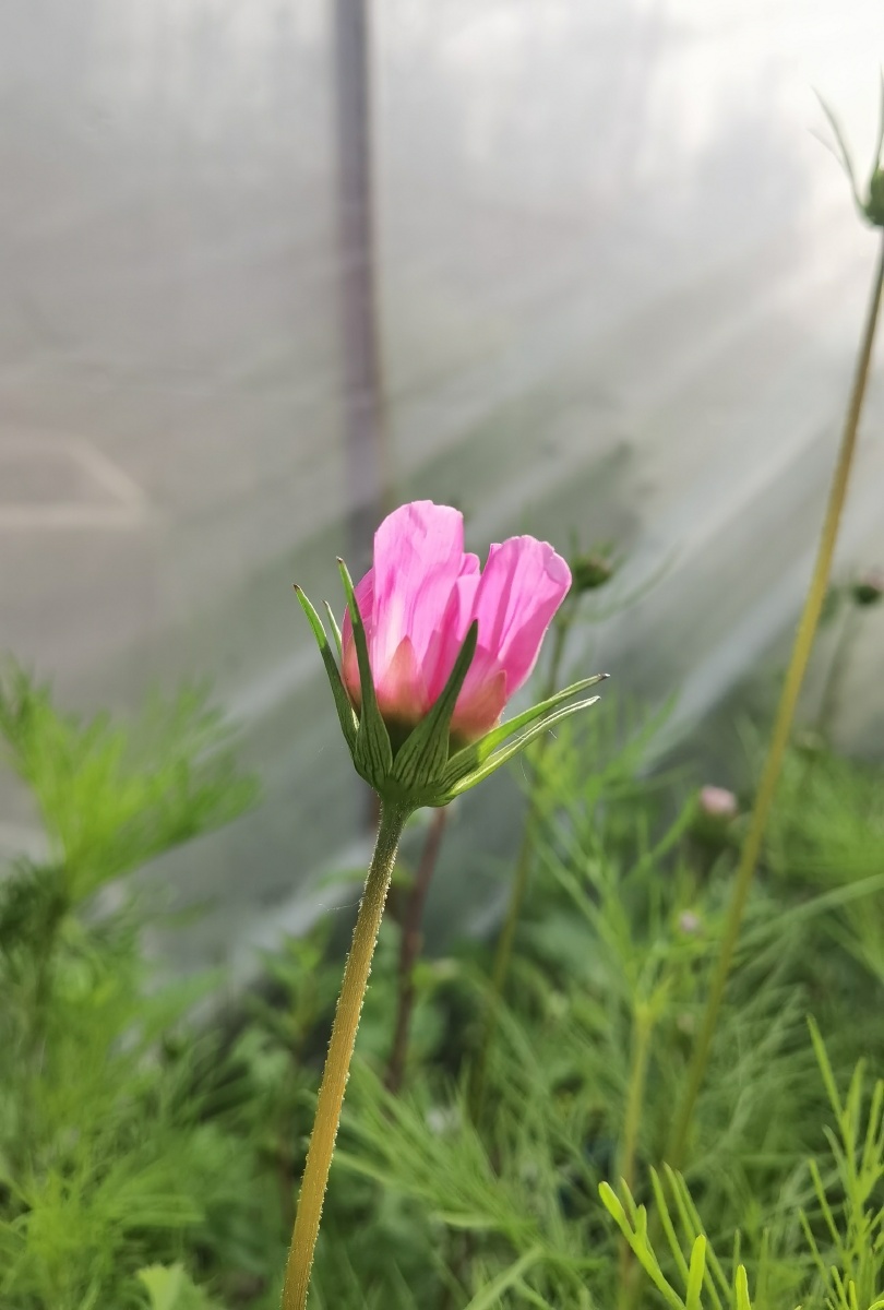 波斯菊 - 摄影新张元干 - 图虫