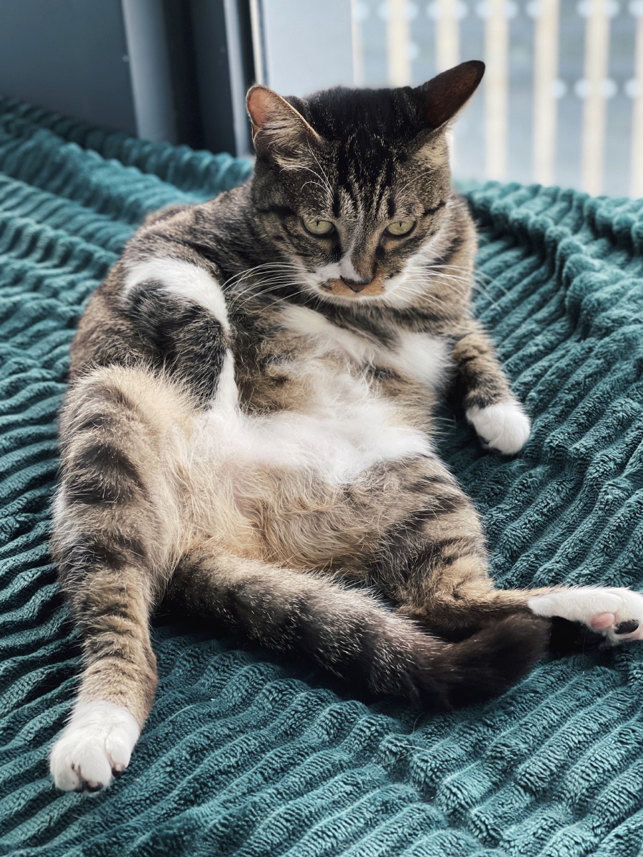 拽拽酷酷的小猫