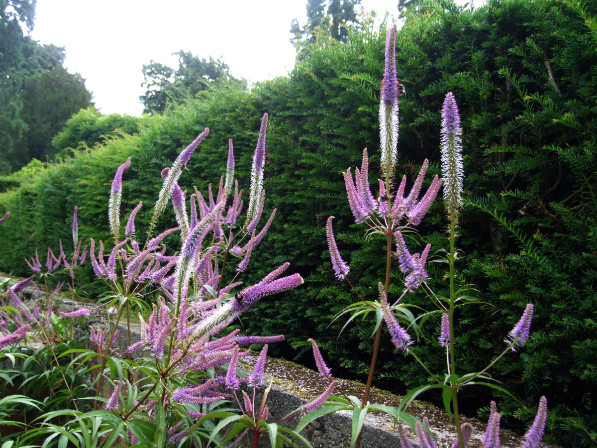 英国植物一一蓝粉紫,怪怪的宛如小蛇的花花