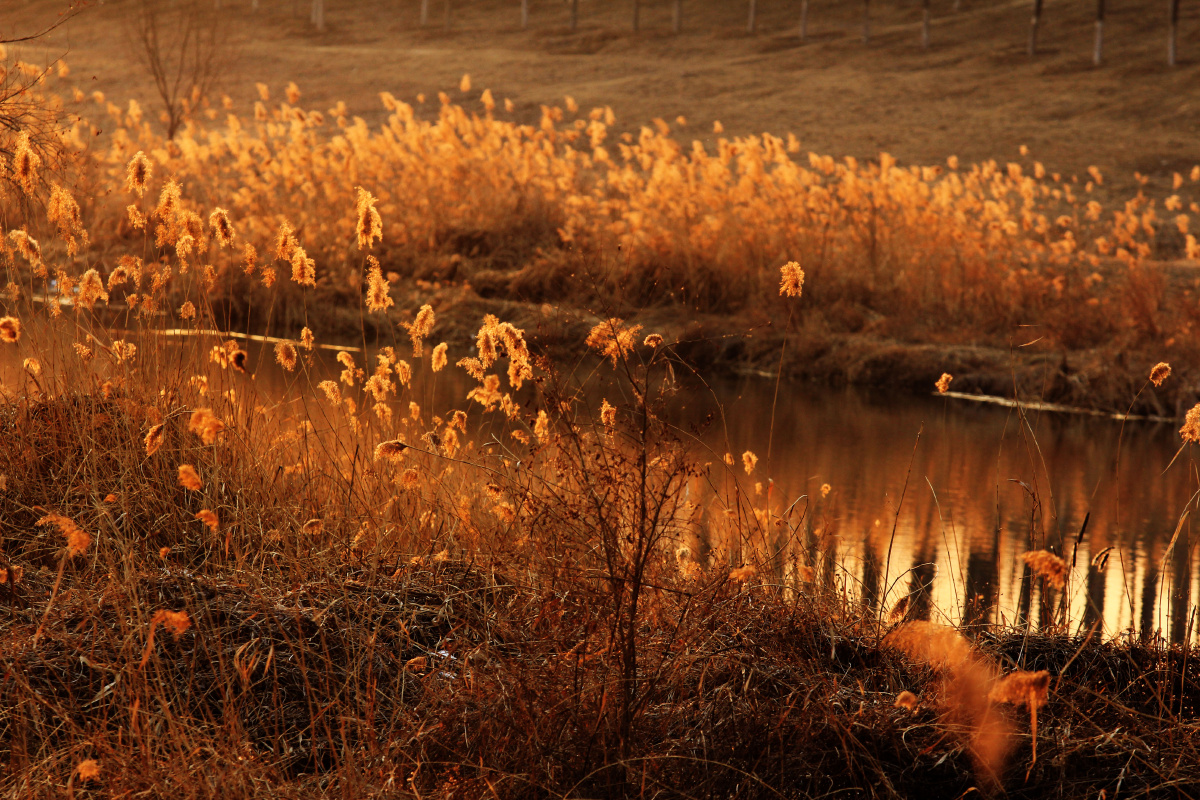夕阳染红的芦苇组照摄于北京温榆河