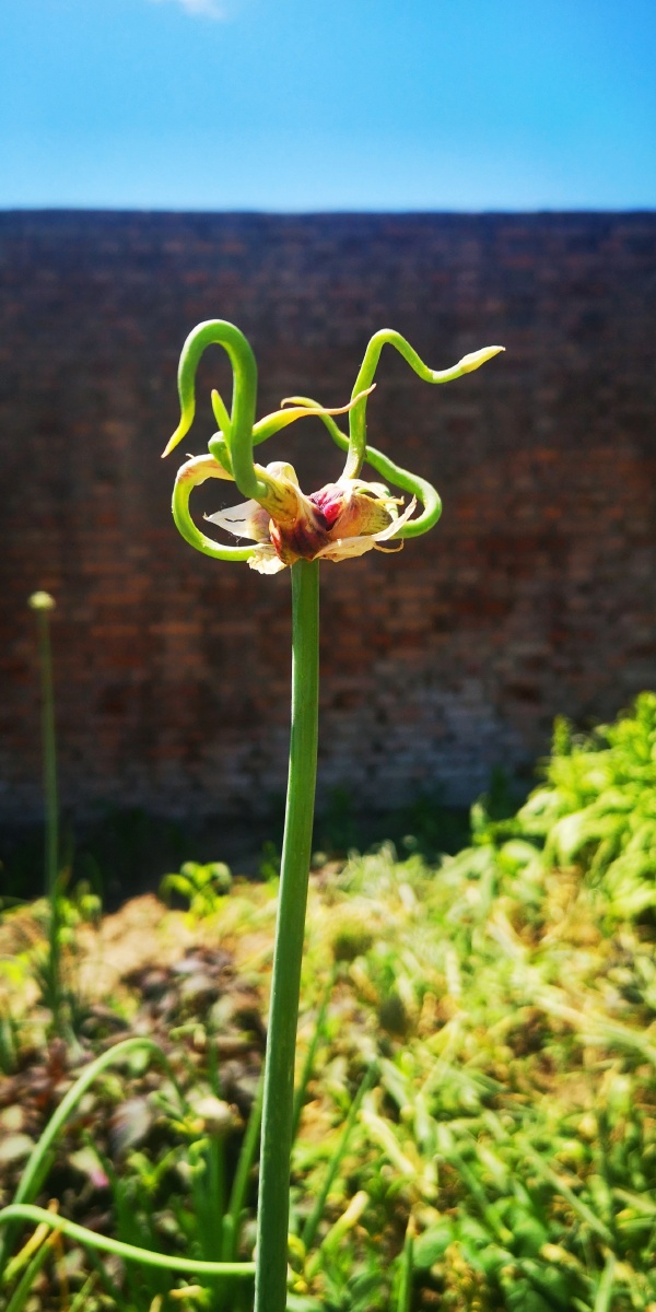 蒜苔头自然造型