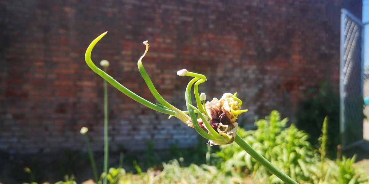 蒜苔头自然造型