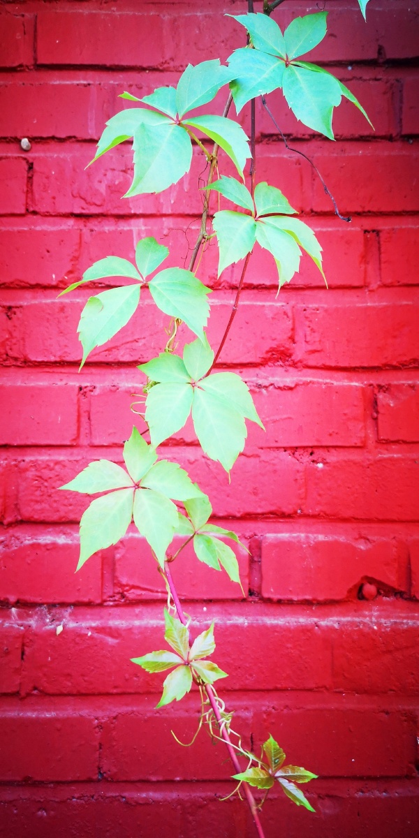 红墙上的爬山虎