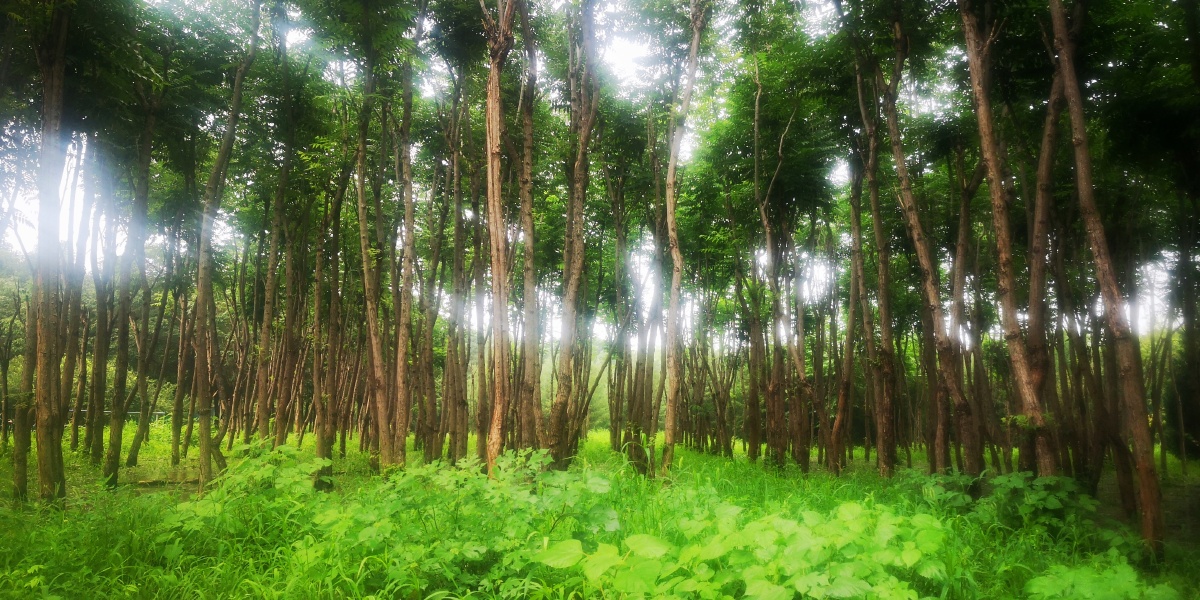 雨后树林美如画