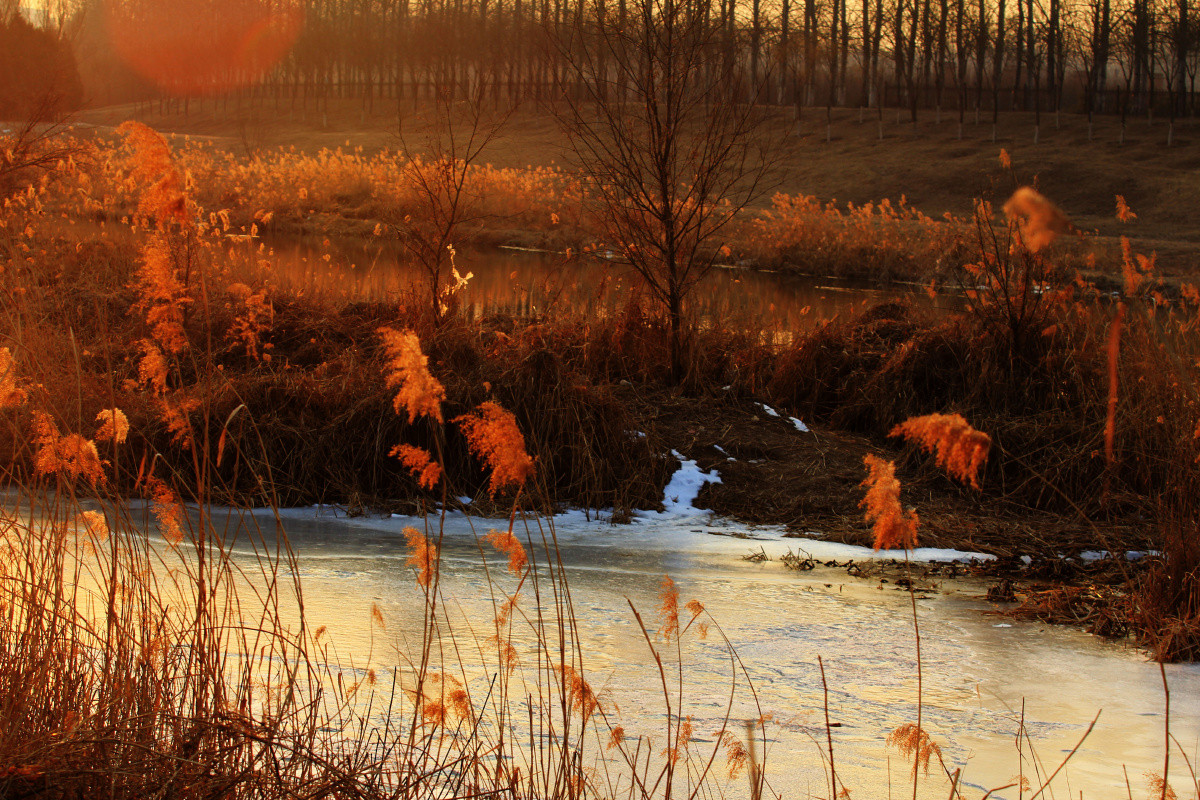 夕阳染红的芦苇组照摄于北京温榆河