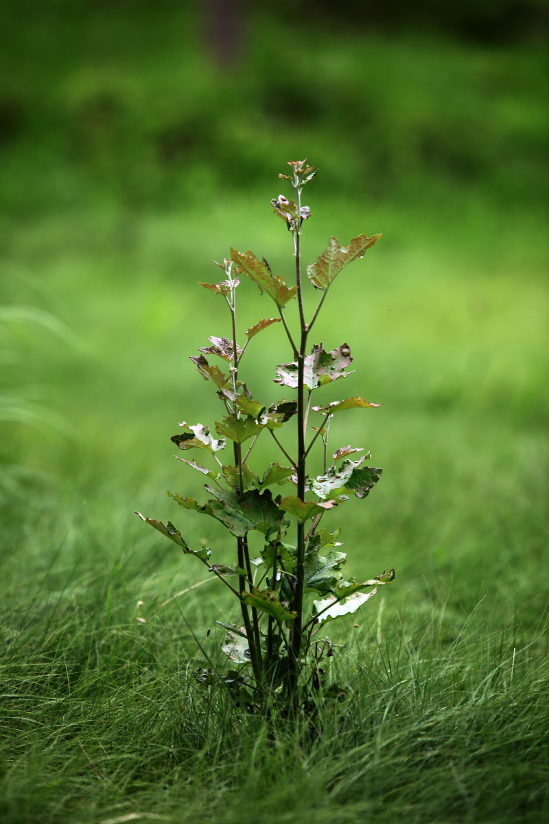 留住夏日一一一一株嫩绿的杨树苗,茁壮地成长,树叶上呈现的浓浓的各种