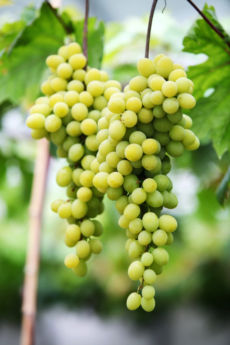 春天北京的葡萄