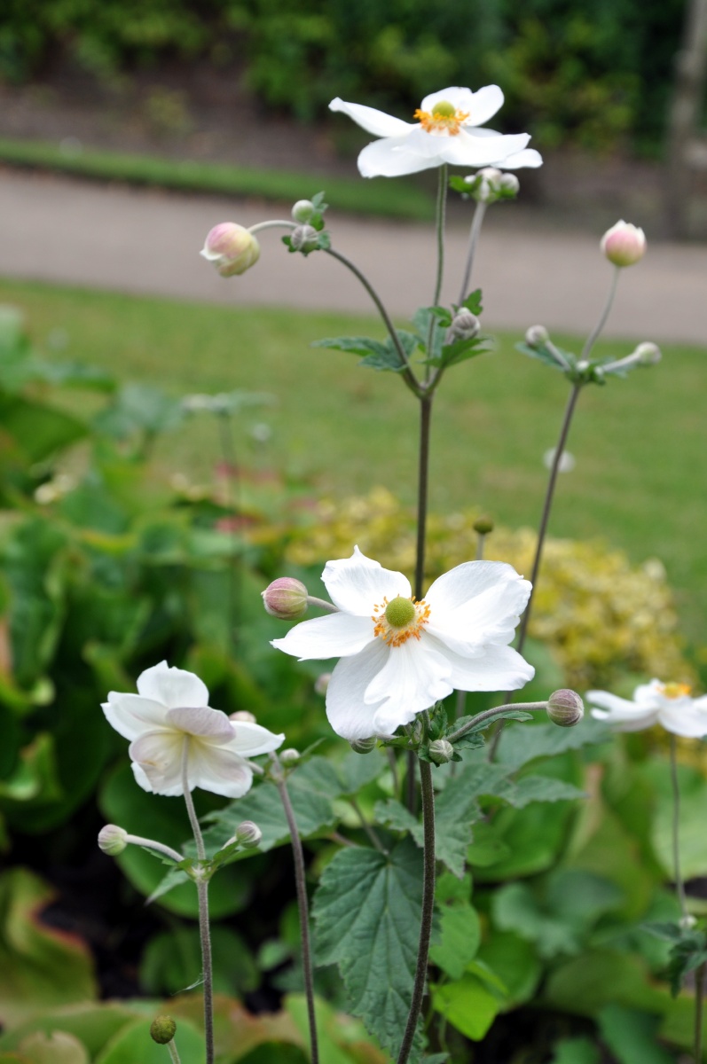 英国植物白色花开香四溢