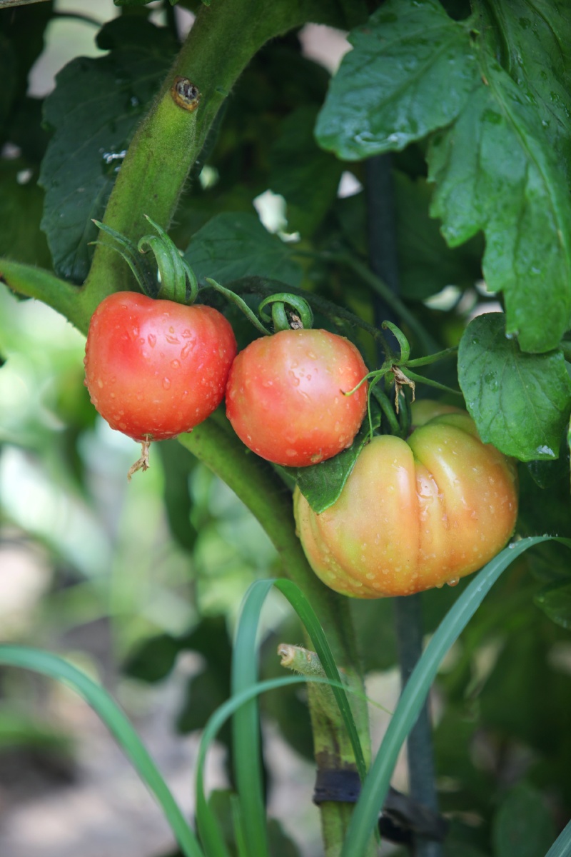 即将成熟的西红柿