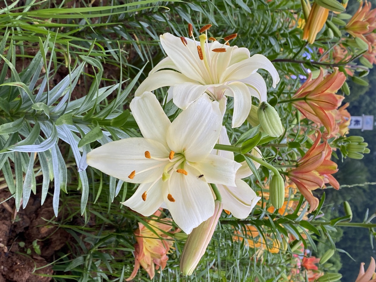 鸢尾与百合都是美好的爱情啊