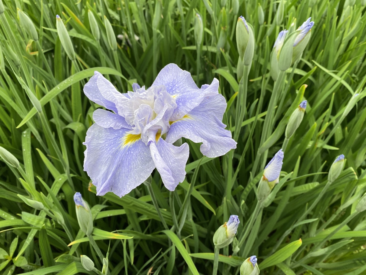 鸢尾与百合都是美好的爱情啊